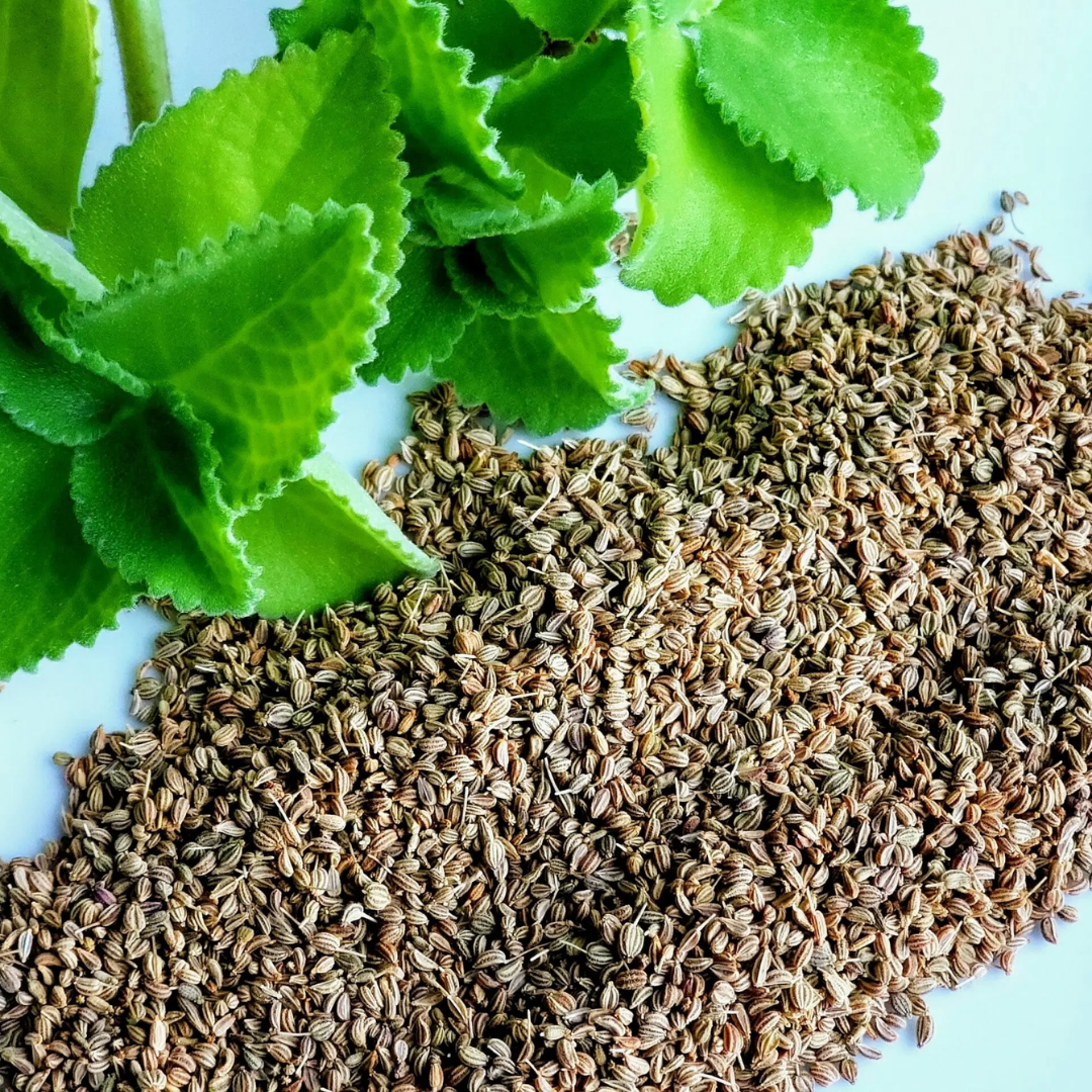 Ajwain Essential Oil