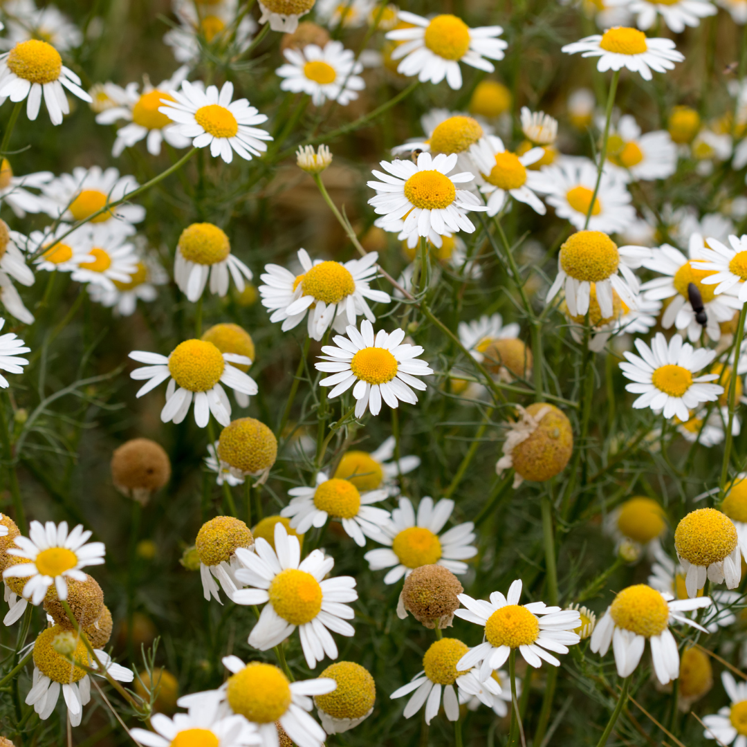 Chamomile Essential Oil