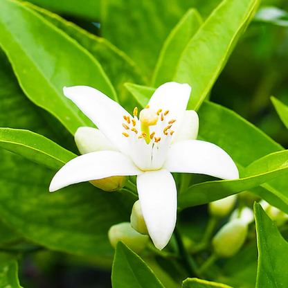 Neroli Essential Oil