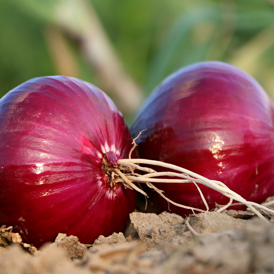 Onion Essential Oil