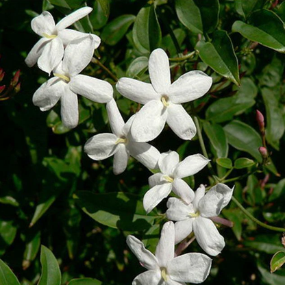 Jasmine Grandiflorum Essential Oil